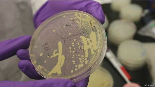 Jef Boeke-Cromosoma sintético de levadura