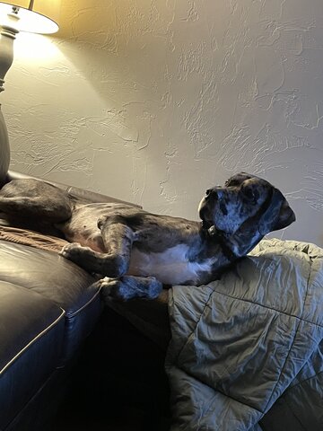 Getting a second dog