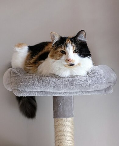 First time getting cats