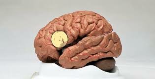 Broca's Area Discovered