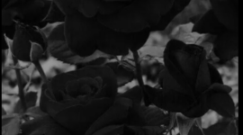 Timeline: Brianna's Life Path