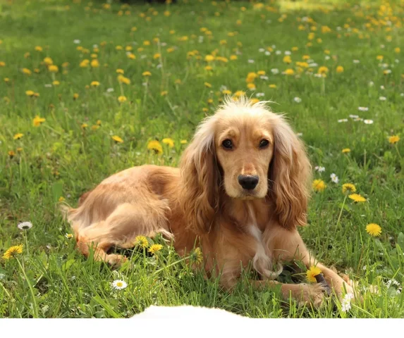 J’avais ma premier cheinne