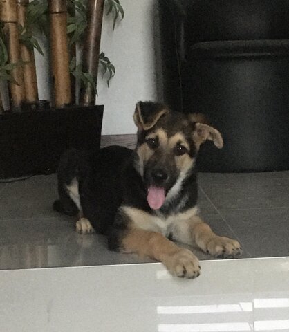 J’obtenais ma otre chienne une Berger allemand