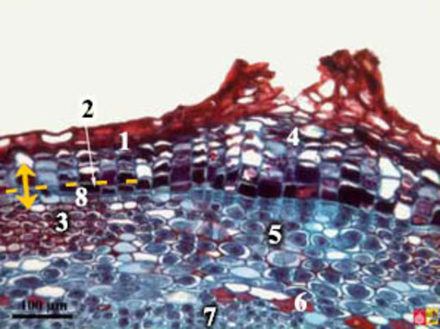Onderzoek Robert Hooke naar Felleem
