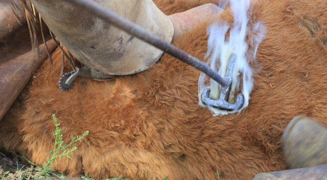 Los Inicios de la Marca