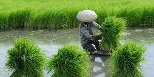 Producción asiático