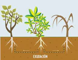 samana y mehru- primera enfermedad de las plantas