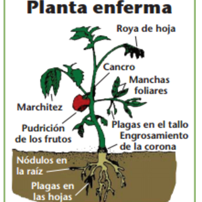 Timeline: El Origen de Las Enfermedades