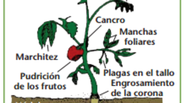 Timeline: El Origen de Las Enfermedades
