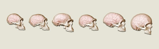 Orígenes de los homínidos y los factores de su cerebro