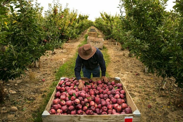 American planters imported Jamaican workers