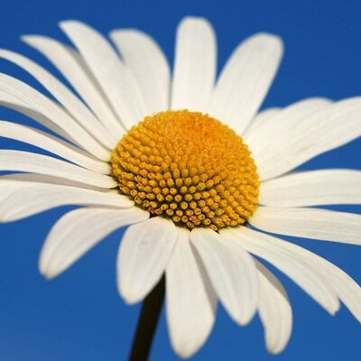 Timeline: La vita di Margherita