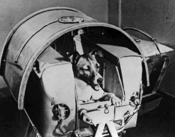 First animal launched into space