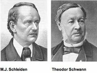 Matthias Schleiden y Teodore Schwann