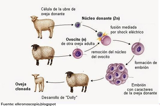 La clonación de la oveja Dolly