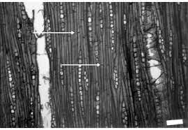 Fibras microscópicas: Universidad Técnica de Liberec