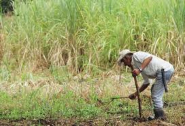 Central Azucarera del Tempisque S.A. (CATSA)