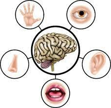 REGISTROS SENSORIALES