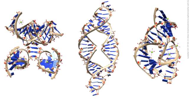 Las propiedades catalíticas del ARN por Sidney Altman y Thomas R. Cech