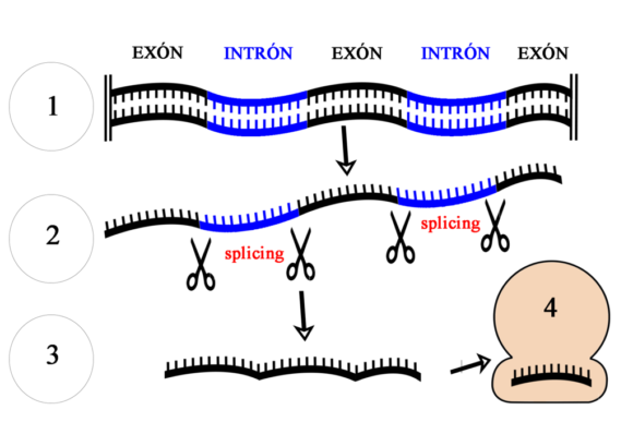 El procesamiento de los genes por Richard J. Roberts y Phillip A. Sharp