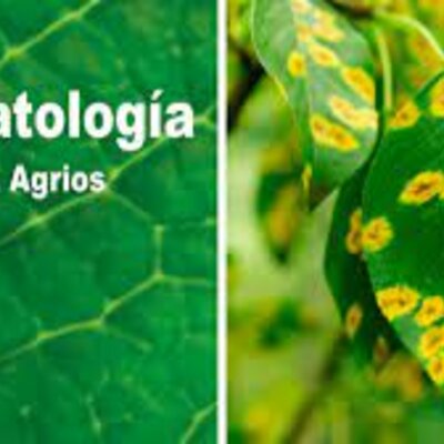 Timeline: FITOPATOLOGIA