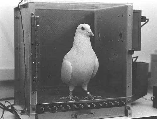 La superstición de la paloma