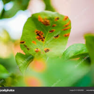 Timeline: Linea de tiempo fitopatologia