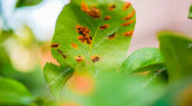 Timeline: Linea de tiempo fitopatologia