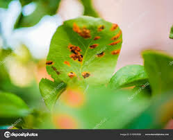 Otras nociones de causas.