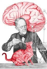 Estudio el cerebro, visto como un sistema