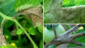 LA TEORÍA MICROBIANA SIN PASTEUR KOCH