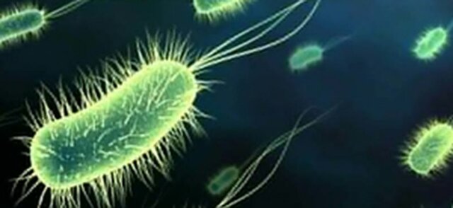 Bacteria