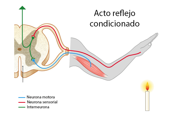 ACTIVIDADES NERVIOSAS Y LOS ESTIMULOS.