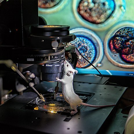 Descubrimiento, modificación y experimentación con células madres