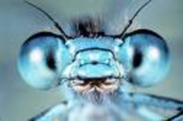 , Forbes y El lago como microcosmos