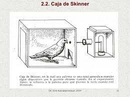 Skinner realiza el experimento de la superstición de las palomas