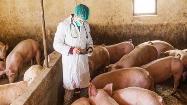 Γρίπη των χοίρων