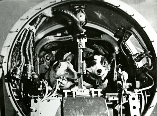 1960 Sending Dogs To Space AGAIN