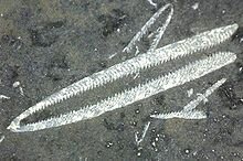 Didymograptus 400 Ma