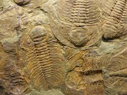 Trilobites 522 Ma