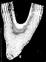 Arqueociàtids 525 Ma