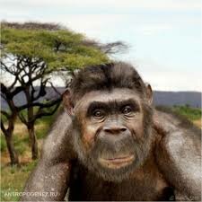 Australopithecus anamensis