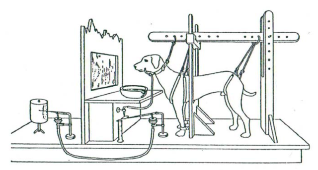 Estudios sobre los reflejos condicionados