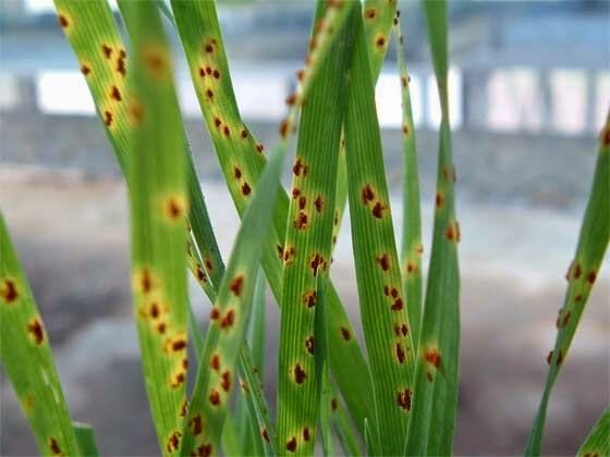 La Enfermedad Y La Religión