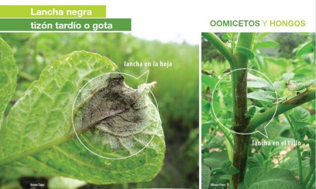 la teoría microbiana sin pasteur y koch.