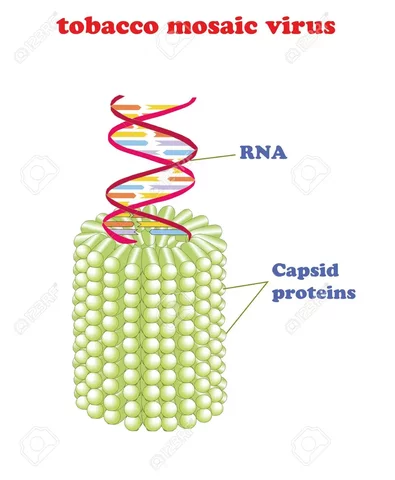 la teoría microbiana sin pasteur y koch