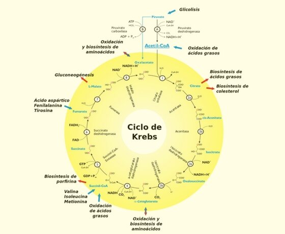 Ciclo de Krebs