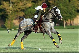 POLO ARCAICO