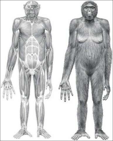 Descubrimiento de un nuevo homínido