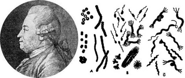 Primera clasificación de bacterias